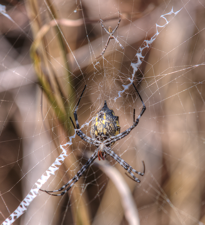 Spider